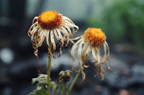 枯萎植物 風水